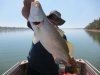 Fitzroy River 